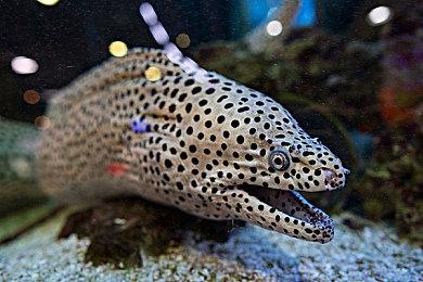 街机游戏《Operation Zero》Steam页面 年内发售